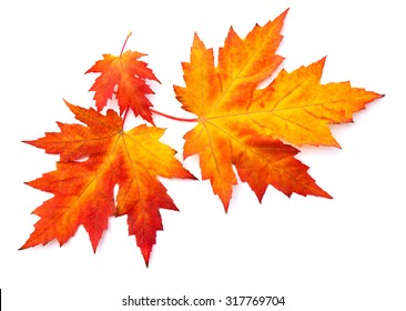 Thanksgiving Leaf Images Stock Photos Vectors Shutterstock