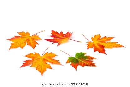 Beautiful autumnal maple leaves on white background