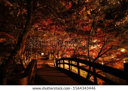 Similar – Red Trees Nacht Baum