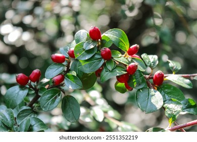 Beautiful autumnal red berry bush, rockspray cotoneaster, sunny day, abstract background. 
sstkBackgrounds - Powered by Shutterstock