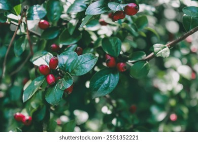 Beautiful autumnal red berry bush, rockspray cotoneaster, sunny day, abstract background. 
sstkBackgrounds - Powered by Shutterstock