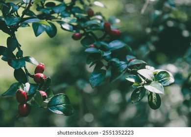 Beautiful autumnal red berry bush, rockspray cotoneaster, sunny day, abstract background. 
sstkBackgrounds - Powered by Shutterstock