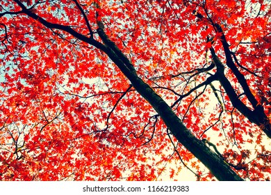 Beautiful, Autumnal Red Japanese Maple Tree Canopy As Beautiful Background