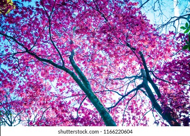 Beautiful, Autumnal Red Japanese Maple Tree Canopy As Beautiful Background