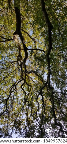 Similar – Geäst Baum grün