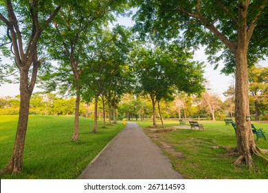 Beautiful Avenue In To The Park, Path Way