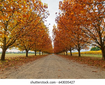 Beautiful Avenue Of Trees In Autumn,  All Saints Winery, Rutherglen,  Victoria, Australia.