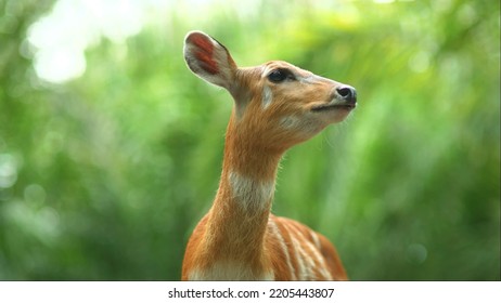 Beautiful Axis Deer Close Up