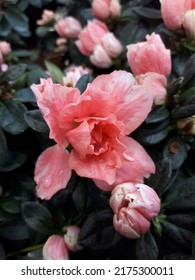 Beautiful Azalea Blooming In The Azalea Garden