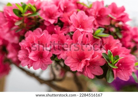 Beautiful azalea blooming in spring