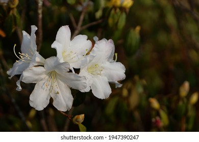 Beautiful Azalea Flower Blooming In The Forest.