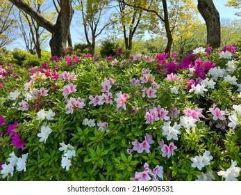 Beautiful azalea flower in the park , springtime landscape.