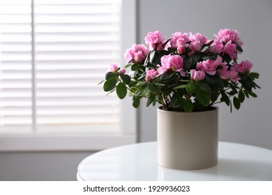 Beautiful Azalea flower in plant pot on white table indoors, space for text. House decor
