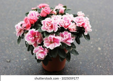 Beautiful Azalea Flower In A Pot