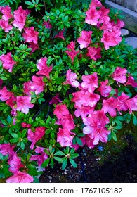 Beautiful ‘Formosa’ Azalea In Full Bloom