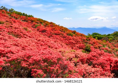 Beautiful Azalea On Mt Katsuragi In Nara, Japan