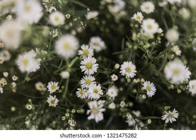 Baby Breath And Daisy 库存照片 图片和摄影作品 Shutterstock