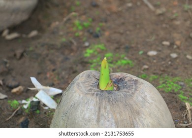 A Beautiful Baby Coconut Tree