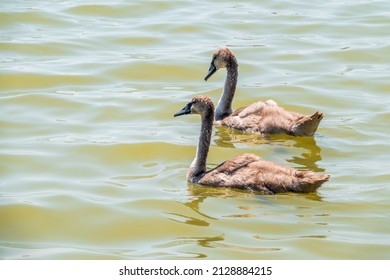 Beautiful baby cygnet mute swan fluffy grey and white chicks. Springtime new born wild swans birds in pond. Young swans swmming in a lake. The beautiful fluffy, soft and grey cygnets look adorable.