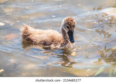 Beautiful baby cygnet mute swan fluffy grey and white chicks. Springtime new born wild swans birds in pond. Young swans swmming in a lake. The beautiful fluffy, soft and grey cygnets look adorable. - Powered by Shutterstock