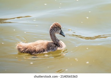 Beautiful baby cygnet mute swan fluffy grey and white chicks. Springtime new born wild swans birds in pond. Young swans swmming in a lake. The beautiful fluffy, soft and grey cygnets look adorable.
