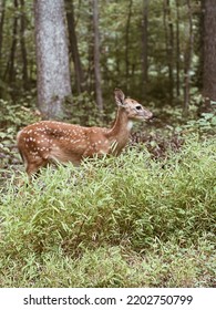 Beautiful Baby Deer Close Up