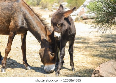 Beautiful baby donkey with his mother