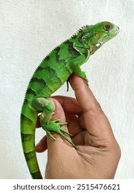 beautiful baby iguana green with black markings