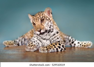 Beautiful Baby Jaguar Lay Funny