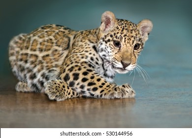 Beautiful Baby Jaguar Lay Funny