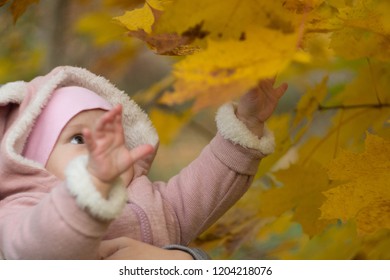 Beautiful Baby In A Pink Bunny Suit Stretches To The Leaves On The Tree. Autumn Day Of A Small Child