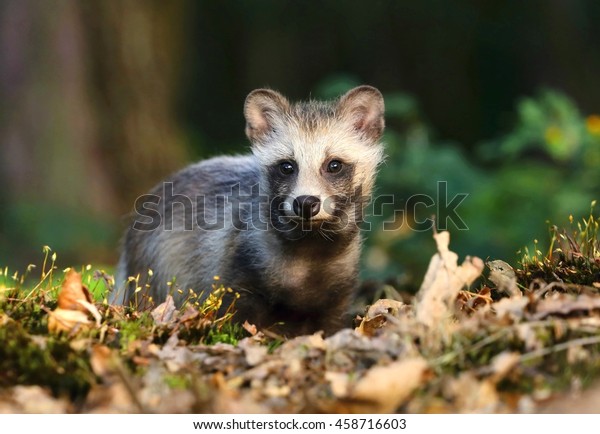 Beautiful baby raccoon\
dog