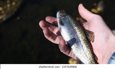 1000 Trout Baby Stock Images Photos Vectors Shutterstock