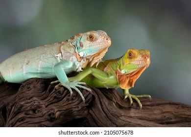 Beautiful Baby Red Blue Red Iguana Stock Photo (Edit Now) 2105075678