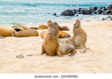 Beautiful Baby Sea Lion San Cristobal Stock Photo 1055089982 | Shutterstock