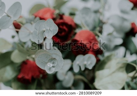 Beautiful background of ashen eucalyptus branches in a bouquet of blurred red roses, close-up side view. Concept backgrounds, wallpapers, textures.
