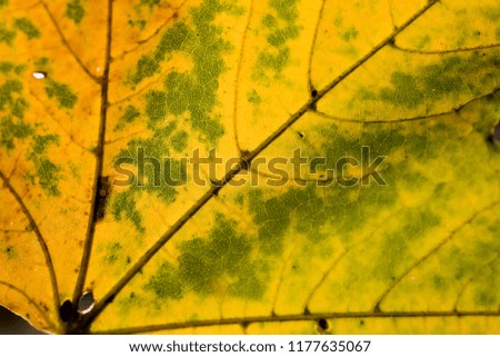 beautiful background with autumn colored maple leaves
