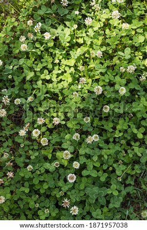 Foto Bild Blühender Klee, Natur, Makro