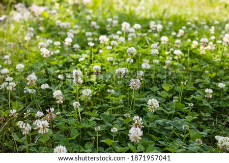 Similar – Foto Bild Blühender Klee, Natur, Makro