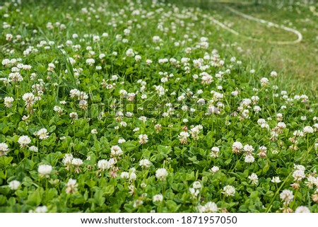 Similar – Foto Bild Blühender Klee, Natur, Makro