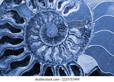 beautiful background of blue petrified extinct fossil shell animal Ammonite Nautilus, Jurassic and Mesozoic era, marine mollusc chamber cut in spiral symmetrical shape
