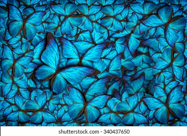 beautiful background with lot of different butterflys