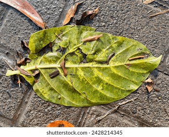 Beautiful background of falling green leaves in a puddle of water - Powered by Shutterstock