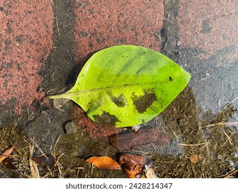 Beautiful background of falling green leaves in a puddle of water - Powered by Shutterstock