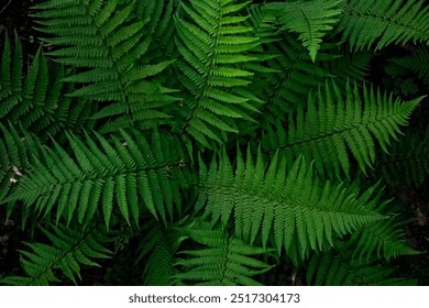 Beautiful background of ferns green foliage leaves - Dense thickets of beautiful growing ferns in the forest. Natural floral fern background - Ferns in the forest - Powered by Shutterstock