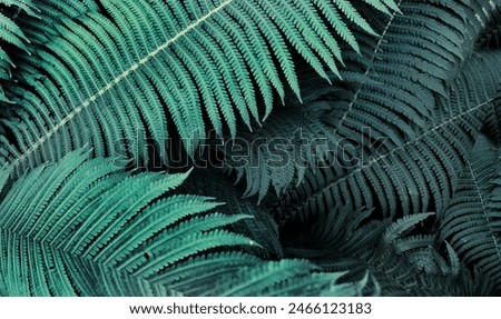Image, Stock Photo Silver forest thickets