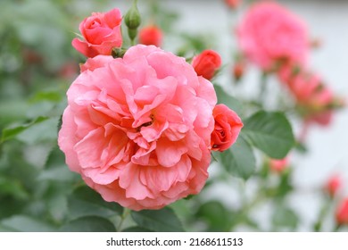 45,925 Full bush Images, Stock Photos & Vectors | Shutterstock