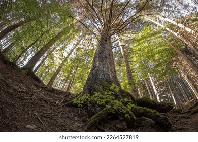 Beautiful background of forest trees seen from below - Shutterstock ID 2264527819