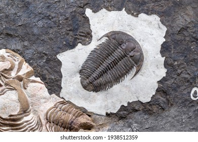 154 Permineralization Images, Stock Photos & Vectors | Shutterstock