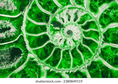 beautiful background green ammonite texture in section with the golden ratio macro photo close-up